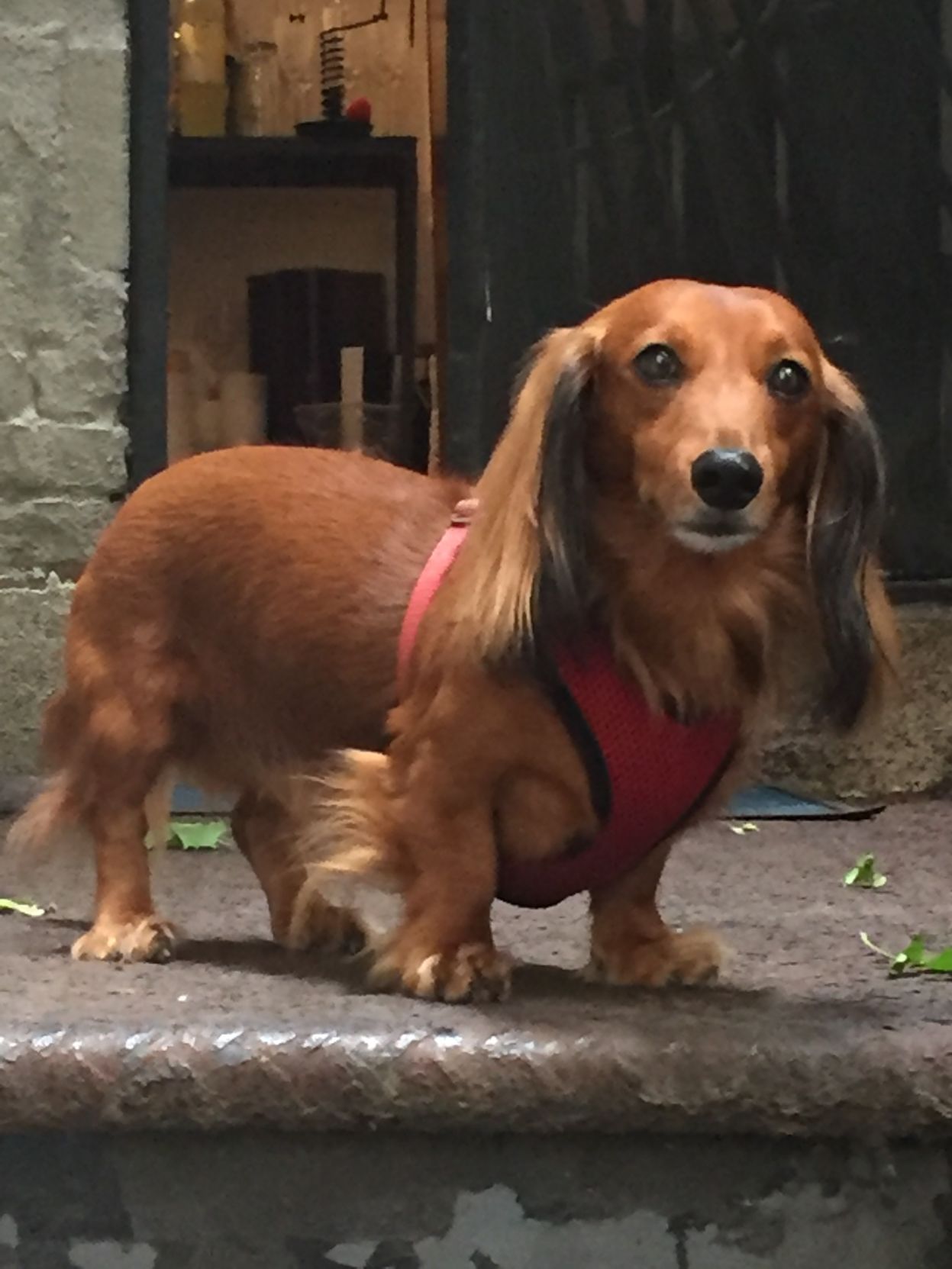 Sammy